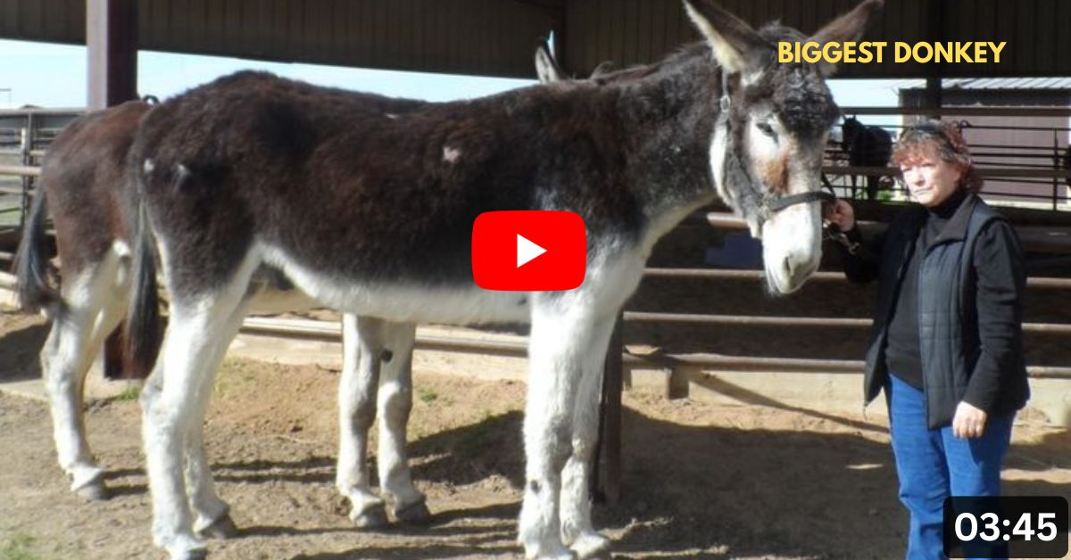 Romulus – The Tallest Donkey Ever Recorded in the Guinness Book