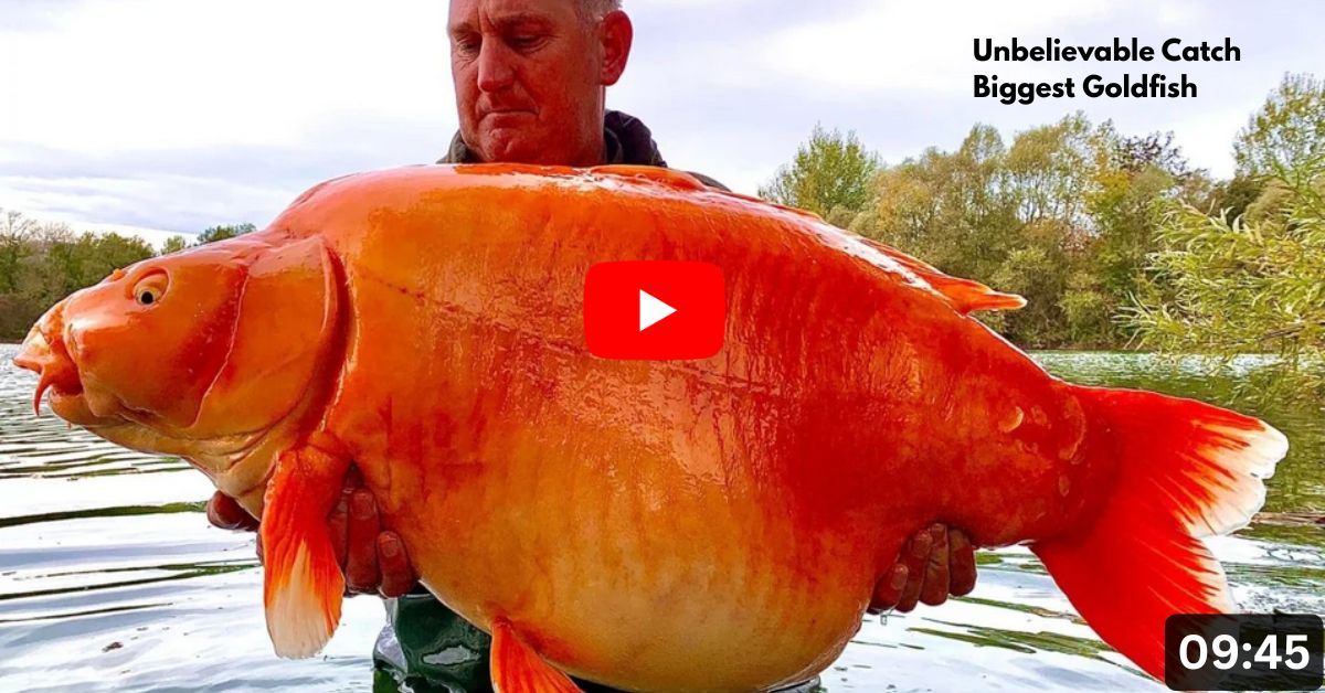 A Massive Golden Fish Catch That Left Everyone Surprised