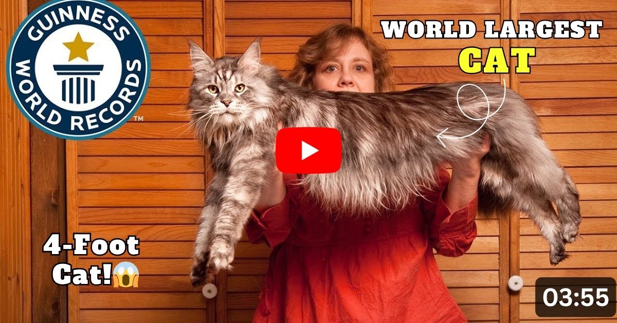 Meet Stewie – The World’s Longest Cat Who Made History