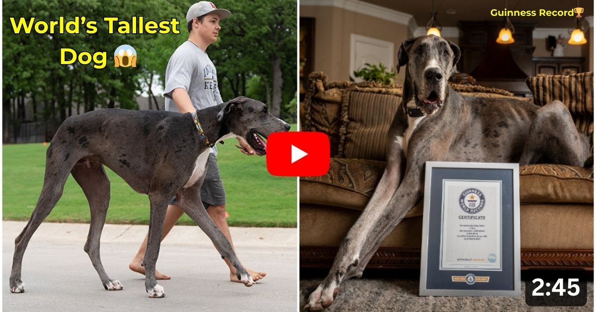 Zeus: The Gentle Giant Who Became the Tallest Dog in the World
